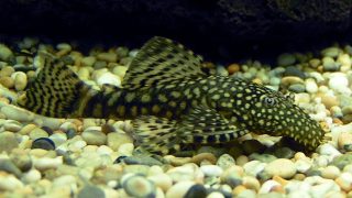 bristlenose pleco or catfish on the gravel substrate