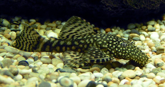 bristlenose pleco or catfish on the gravel substrate