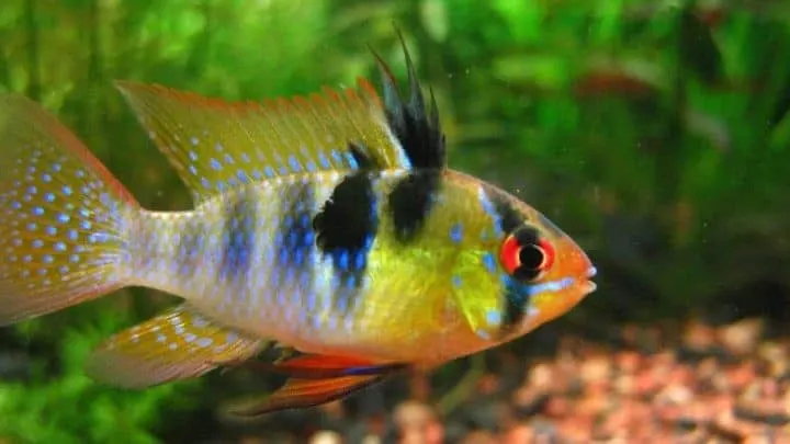 german blue ram fish in aquarium with plants in the background
