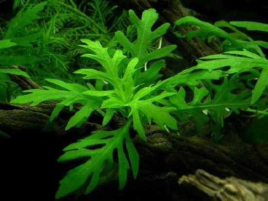 Best Aquarium plants for betta fish - water wisteria