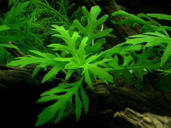 Best Aquarium plants for betta fish - water wisteria