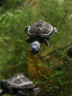 baby musk turtle swimming in aquarium