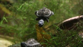 baby musk turtle swimming in aquarium