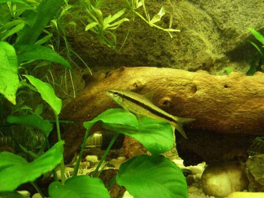 Picture of a Siamese algae eater