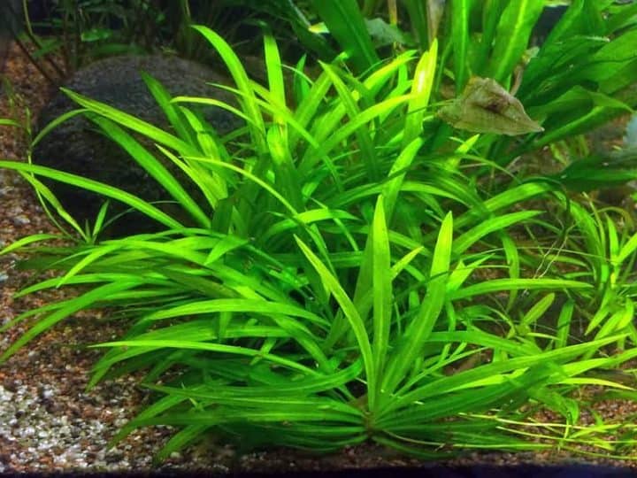 aquatic plant echinodorus tennellus on bottom of fish tank