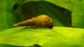 trumpet snail in aquarium on green leaf