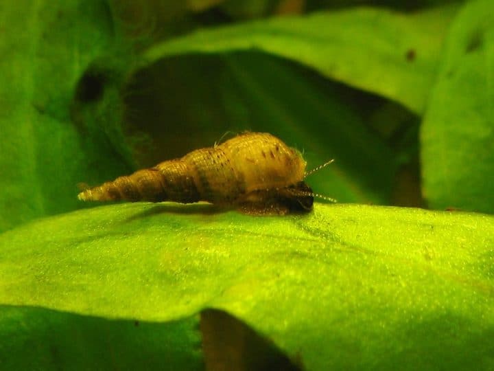 trumpet snail in aquarium on green leaf