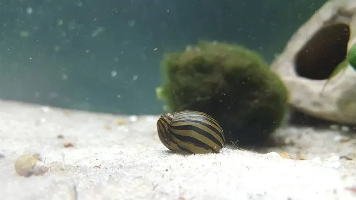single nerite snail on bottom of aquarium