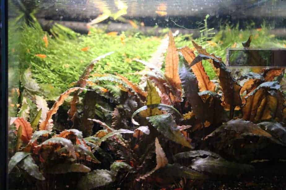 red cryptocoryne in aquarium with java moss and shrimp in background