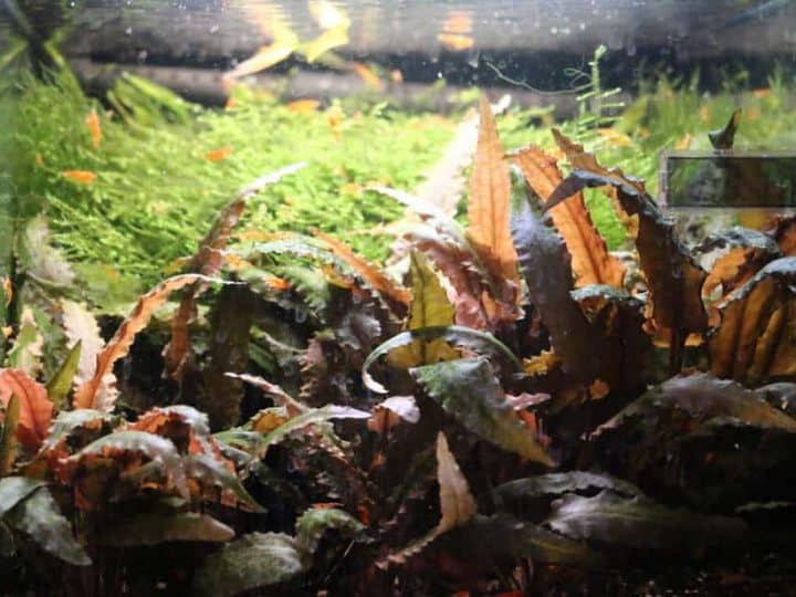 red cryptocoryne in aquarium with java moss and shrimp in background