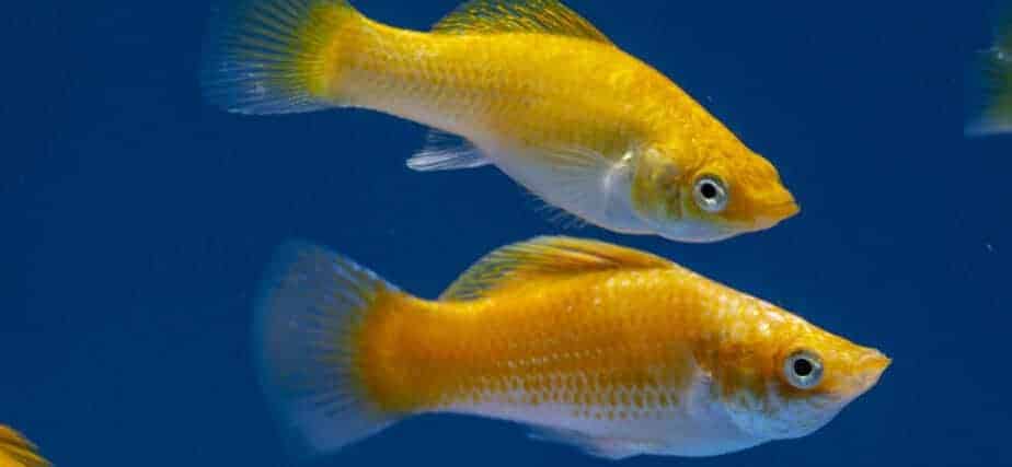 Can Guppies Live Together With Mollies in the Same Aquarium?