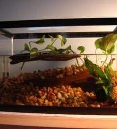 glass aquarium filled with water and gravel