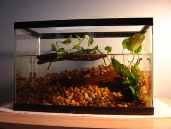 glass aquarium filled with water and gravel