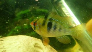 single german blue ram fish in fish tank aquarium