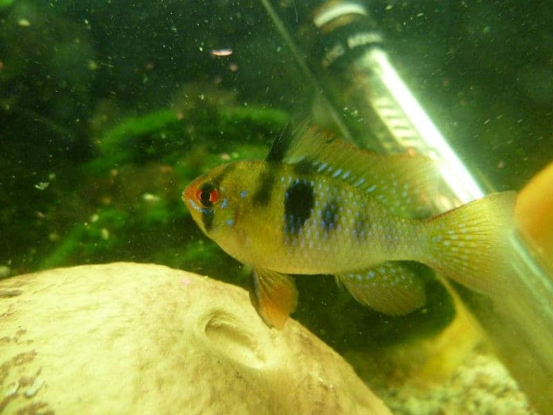 single german blue ram fish in fish tank aquarium