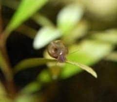 single small aquatic snail on leaf