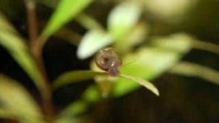single small aquatic snail on leaf