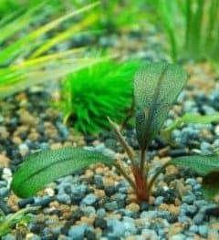 bucephalandra plant in gravel on bottom of fish tank