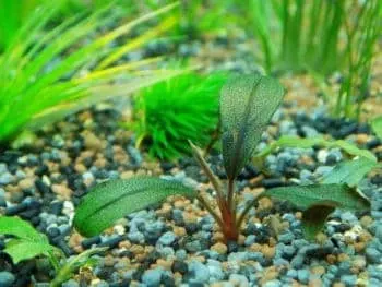 bucephalandra plant in gravel on bottom of fish tank
