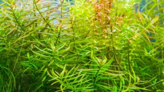 close up image of aquarium tank with ludwigia arcuata and variety of aquatic plants inside.