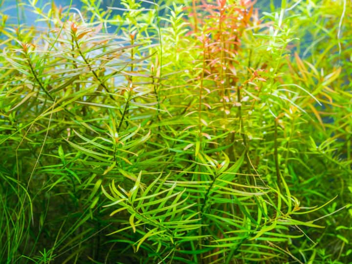 close up image of aquarium tank with ludwigia arcuata and variety of aquatic plants inside.