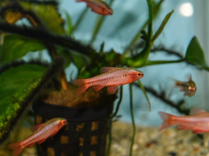 Fish red cherry barb juvenile swimming in freshwater tropical aquarium with plants, sand and trees