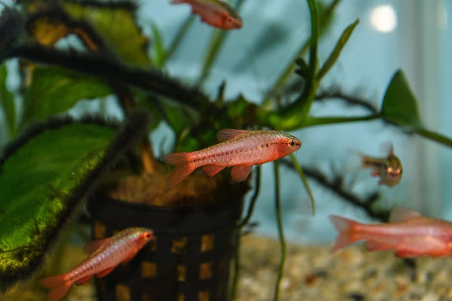 Fish red cherry barb juvenile swimming in freshwater tropical aquarium with plants, sand and trees