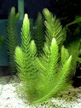 hornwort aquarium plant in gravel substrate