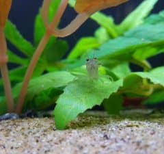single amano shrimp sitting on leaf of aquatic plant in fish tank