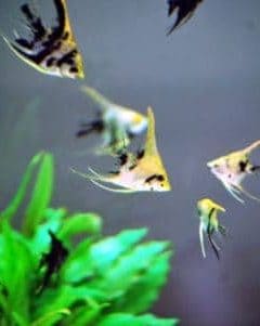 group of freshwater angelfish in aquarium