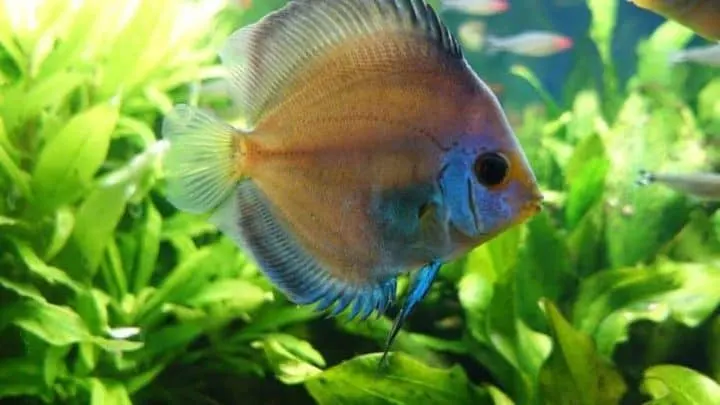single discus fish swimming in planted aquarium