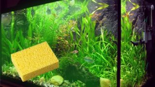 sponge on aquarium glass with plants