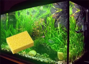 sponge on aquarium glass with plants