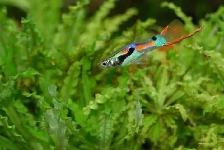 a single male endler guppy swimming above lush aquarium plants