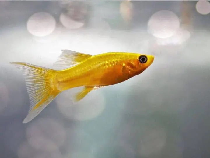 aquarium fish on blurred bokeh background