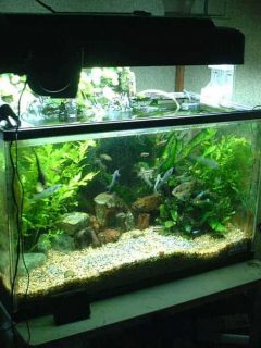 glass aquarium with gravel substrate and live plants in either corner