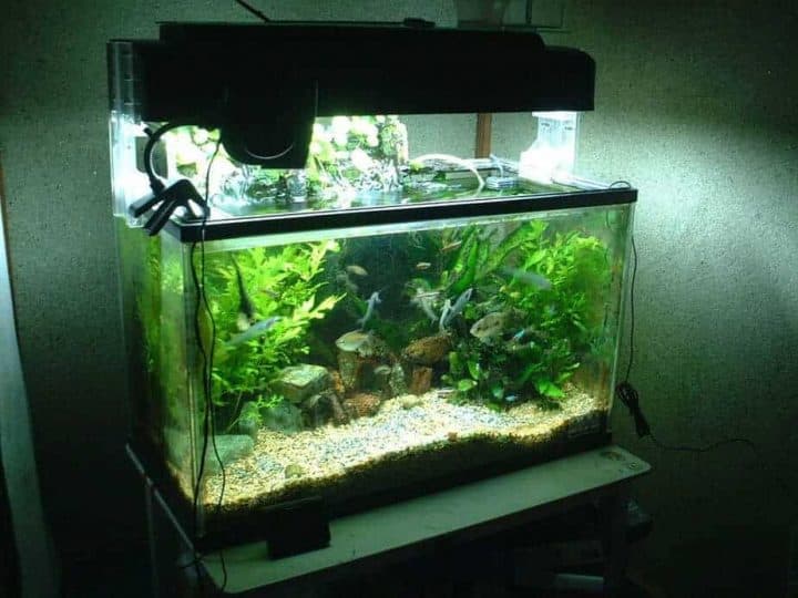glass aquarium with gravel substrate and live plants in either corner