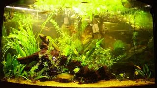 planted tank with many floating plants freshwater with curved glass