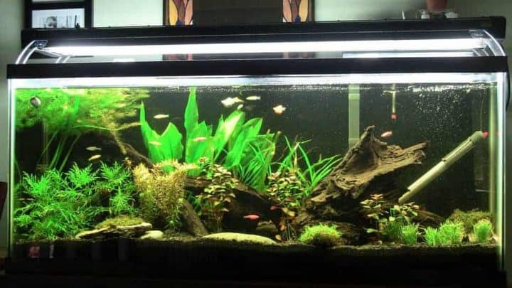 a home aquarium with wood, plants and fish freshwater