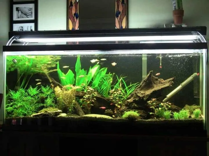 a home aquarium with wood, plants and fish freshwater
