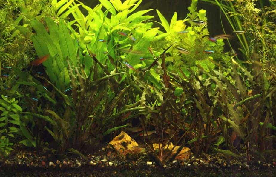 densely planted aquarium with many lush green aquarium plants and a group of aquarium fish