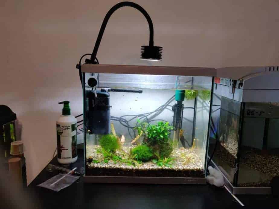 Do Fish Tanks Need Light