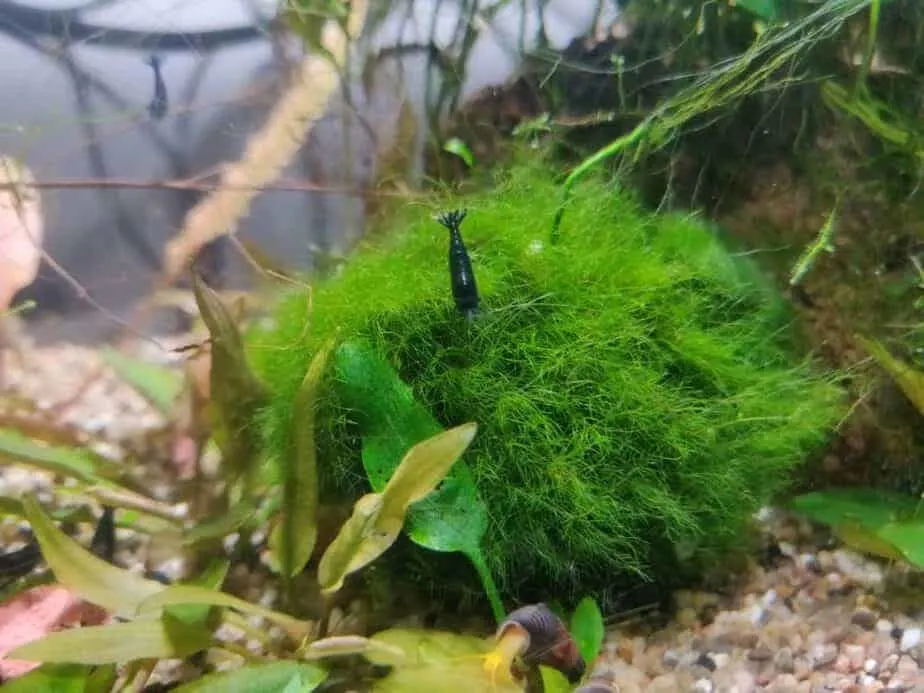 image of a blue neocaridina shrimp on a moss ball
