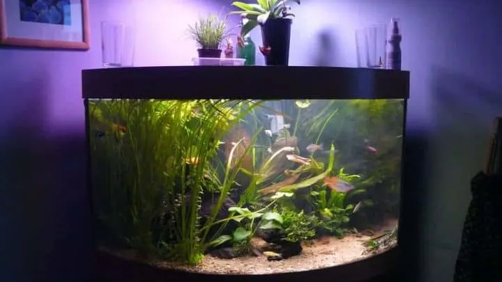 corner aquarium with curved glass that contains aquarium plants and aquarium fish
