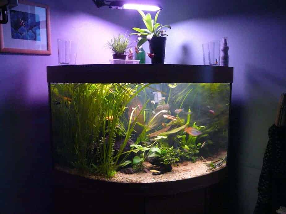 Do Aquarium Fish Need Light at Night or can you Turn it Off?