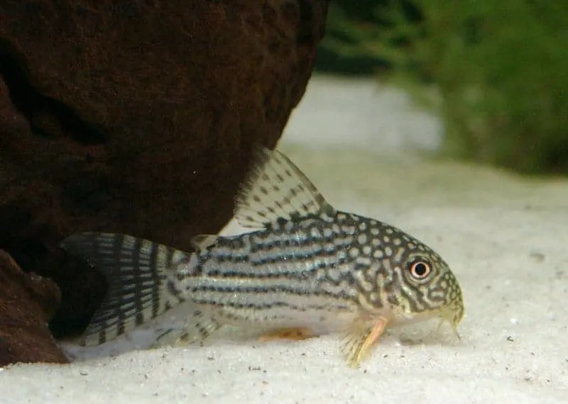 image of a corydoras sterbai fish
