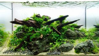 aquarium with aquarium plants, rocks, wood and white sand substrate