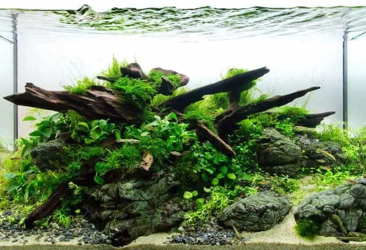 aquarium with aquarium plants, rocks, wood and white sand substrate