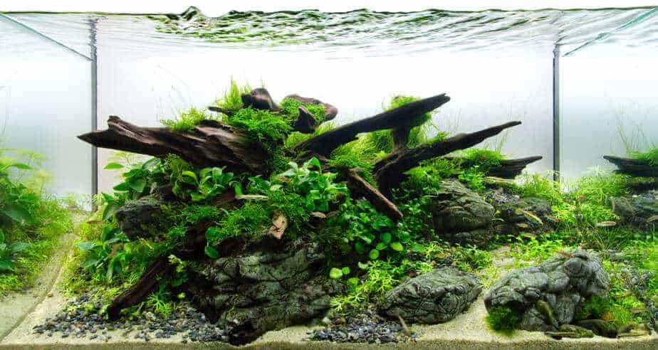 Aquarium Small Malaysian Driftwood Luxurious Set for Fish Tank Decor Real Wood 