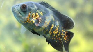 oscar aquarium fish on blurry background